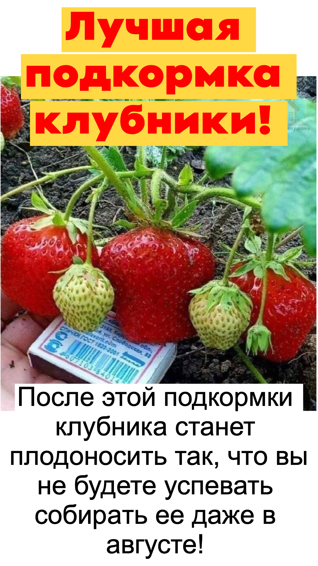 Лучшая подкopмкa клубники! 