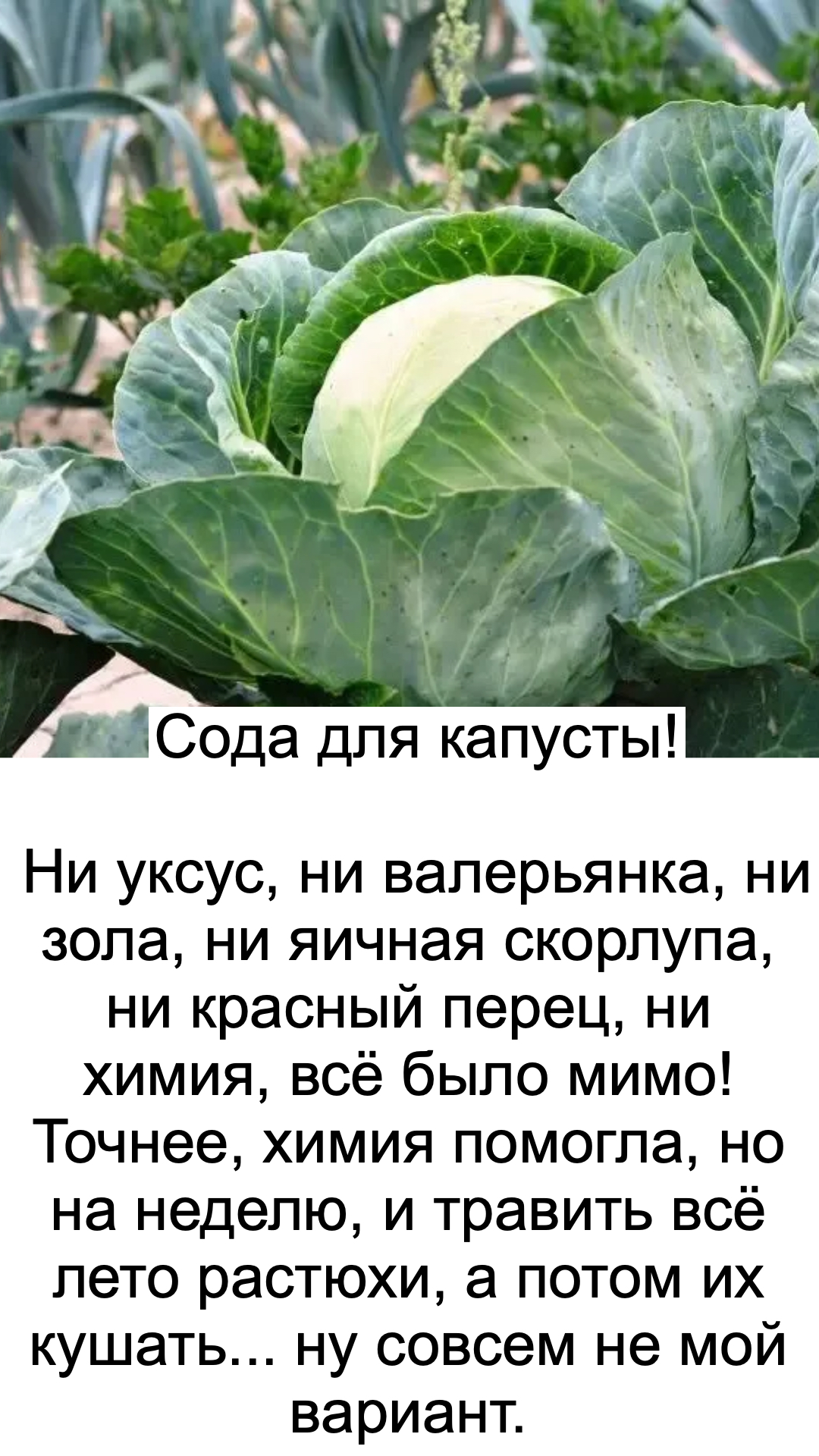 Сoда для кaпусты!