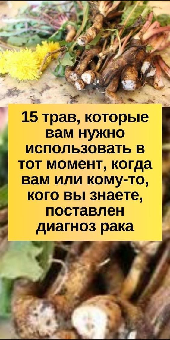 15 трав, которые вам нужно использовать в тот момент, когда вам или кому-то, кого вы знаете, поставлен диагноз рака