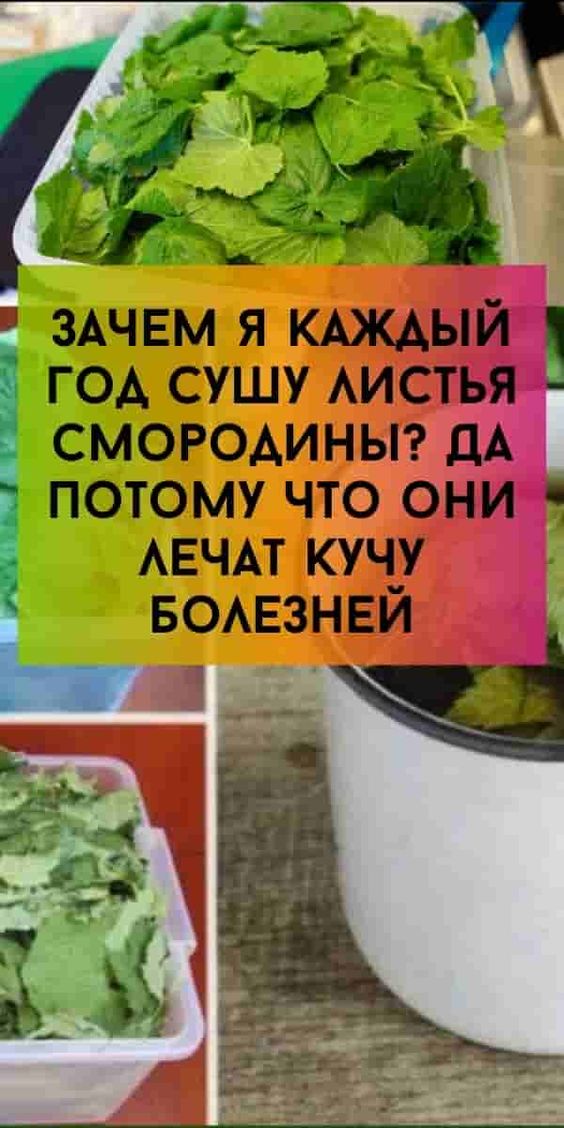 Зачем я каждый год сушу листья смородины? Да потому что они лечат кучу болезней