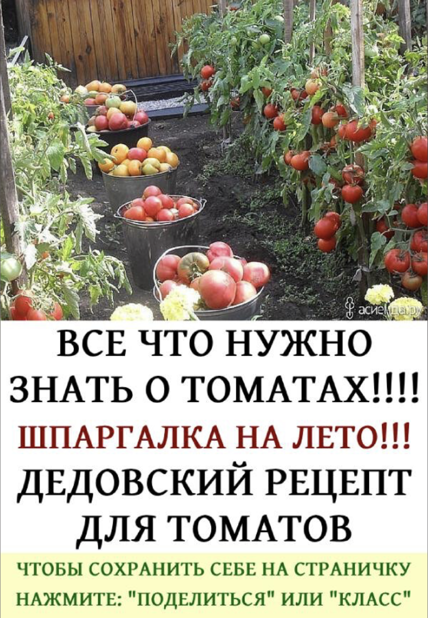 ВСЕ ЧТО НУЖНОЗНАТЬ О ТОМАТАХ!!!!ШПАРГАЛКА НА ЛЕТО!!!ДЕДОВСКИЙ РЕЦЕПТДЛЯ ТОМАТОВ