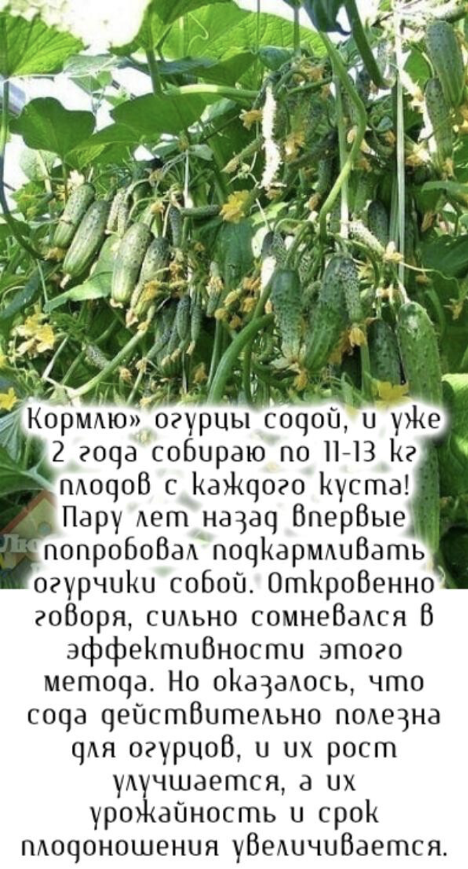 Кормлю» огурцы содой, и уже 1 2 года собираю по 11-13 КгплодоВ с каждого куста! Пару лет назад ВперВые попробоВал подкармлиВать огурчики собой. ОткроВенно гоВоря, сильно сомнеВался В эффективности этого метода. Но оказалось, что сода действительно полезна для огурцов, и их рост улучшается, а ихурожайность и cpokплодоношения уВеличивается.