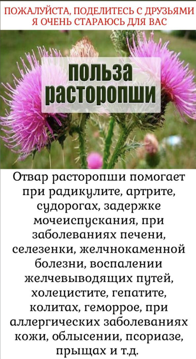 Отвар расторопши помогает при радикулите, артрите, судорогах, задержке мочеиспускания, при заболеваниях печени, селезенки, желчнокаменной болезни, воспалении желчевыводящих путей, холецистите, гепатите, колитах, геморрое, при аллергических заболеваниях кожи, облысении, псориазе,прыщах и т.д.