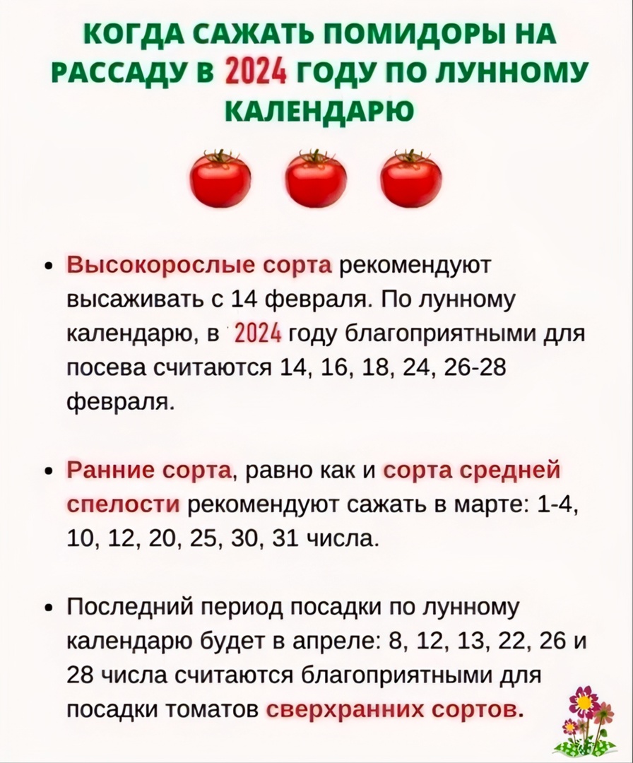 СЕЕМ ТОМАТЫ