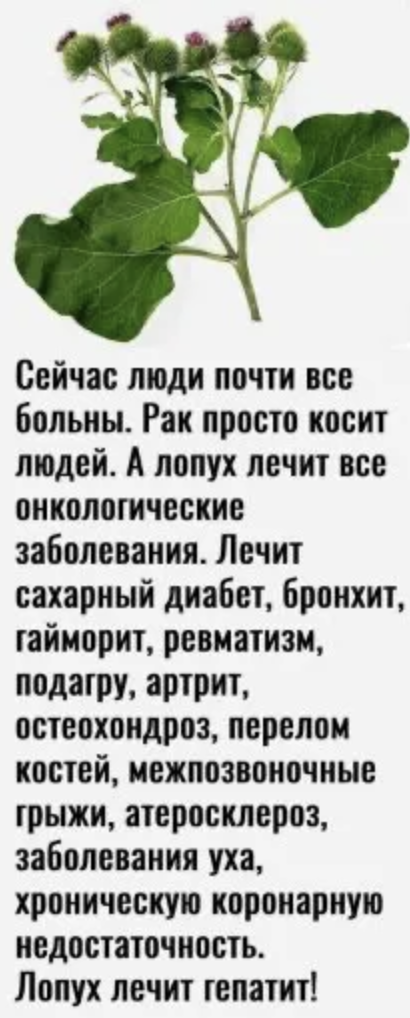 Сейчас люди почти все больны. Рак просто косит людей. А лопух лечит все онкологические заболевания. Лечит сахарный диабет, бронхит, гайморит, ревматизм, подагру, артрит, остеохондроз, перелом костей, межпозвоночные грыжи, атеросклероз, заболевания уха, хроническую коронарнуюнедостаточность.Лопух лечит гепатит!