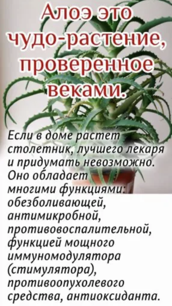 Алоэато чудо-растение, проверенноевеками.