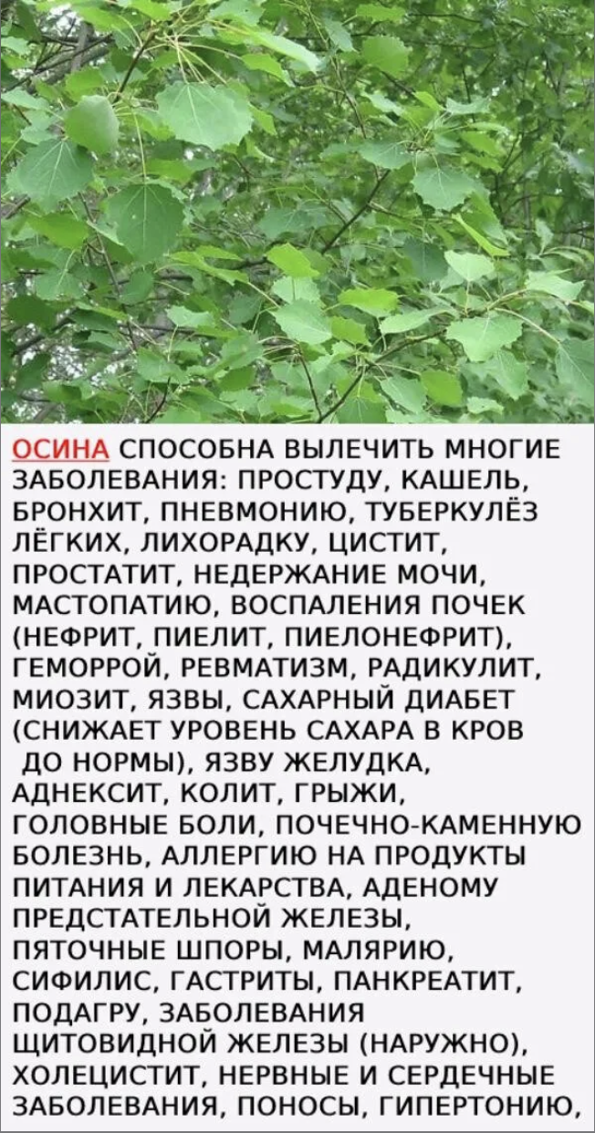 ОСИНА СПОСОБНА ВЫЛЕЧИТЬ МНОГИЕ ЗАБОЛЕВАНИЯ: ПРОСТУДУ, КАШЕЛЬ, БРОНХИТ, ПНЕВМОНИЮ, ТУБЕРКУЛЁЗ ЛЁГКИХ, ЛИХОРАДКУ, ЦИСТИТ, ПРОСТАТИТ, НЕДЕРЖАНИЕ МОЧИ, МАСТОПАТИЮ, ВОСПАЛЕНИЯ ПОЧЕК (НЕФРИТ, ПИЕЛИТ, ПИЕЛОНЕФРИТ), ГЕМОРРОЙ, РЕВМАТИЗМ, РАДИКУЛИТ, МИОЗИТ, ЯЗВЫ, САХАРНЫЙ ДИАБЕТ (СНИЖАЕТ УРОВЕНЬ САХАРА В КРОВ ДО НОРМЫ), ЯЗВУ ЖЕЛУДКА, АДНЕКСИТ, КОЛИТ, ГРЫЖИ, ГОЛОВНЫЕ БОЛИ, ПОЧЕЧНО-КАМЕННУЮ БОЛЕЗНЬ, АЛЛЕРГИЮ НА ПРОДУКТЫ ПИТАНИЯ И ЛЕКАРСТВА, АДЕНОМУ ПРЕДСТАТЕЛЬНОЙ ЖЕЛЕЗЫ, ПЯТОЧНЫЕ ШПОРЫ, МАЛЯРИЮ, СИФИЛИС, ГАСТРИТЫ, ПАНКРЕАТИТ, ПОДАГРУ, ЗАБОЛЕВАНИЯ ЩИТОВИДНОЙ ЖЕЛЕЗЫ (НАРУЖНО), ХОЛЕЦИСТИТ, НЕРВНЫЕ И СЕРДЕЧНЫЕЗАБОЛЕВАНИЯ, ПОНОСЫ, ГИПЕРТОНИЮ,