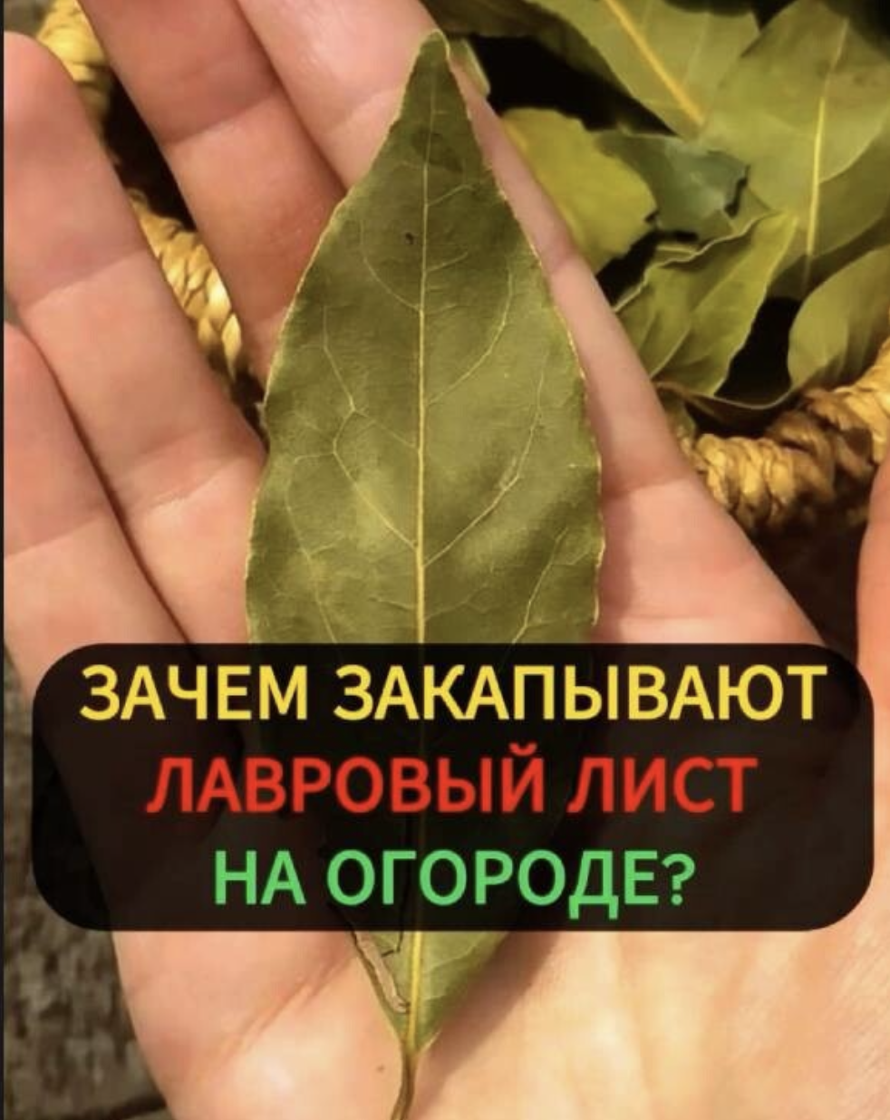 Срочно прикопайте лавровый лист на огороде и вы удивитесь