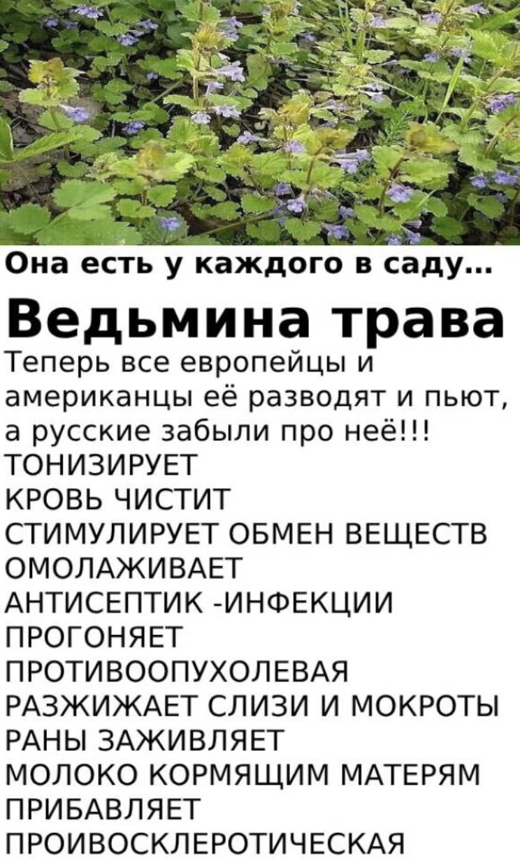 Она есть у каждого в саду… ведьмина трава Хочу познакомить вас с травкой, которую в народе называют — Ведьмина трава. Есть ещё названия: сороканедужница, собачья мята. Научное же название: Будра плющевидная.