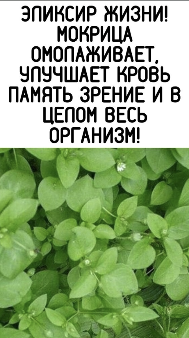 Мокрица Омолаживает, улучшает кровь память зрение и в целом весь организм!