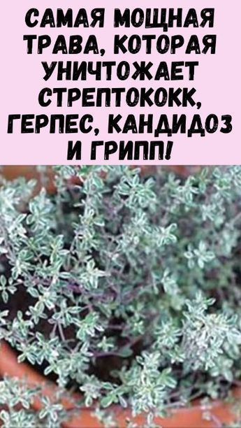 Самая мощная трава, которая уничтожает стрептококк, герпес, кандидоз и грипп!