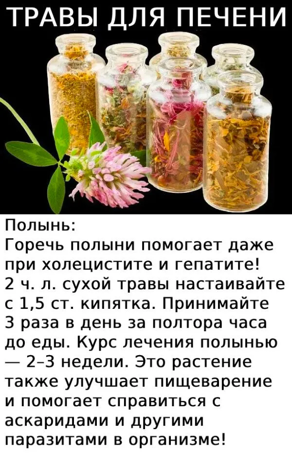 ТРАВЫ ДЛЯ ПЕЧЕНИ