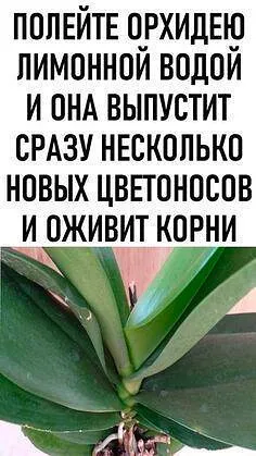 ПОЛЕЙТЕ ОРХИДЕЮ ЛИМОННОЙ ВОДОЙ И ОНА ВЫПУСТИТ СРАЗУ НЕСКОЛЬКО НОВЫХ ЦВЕТОНОСОВИ ОЖИВИТ КОРНИ