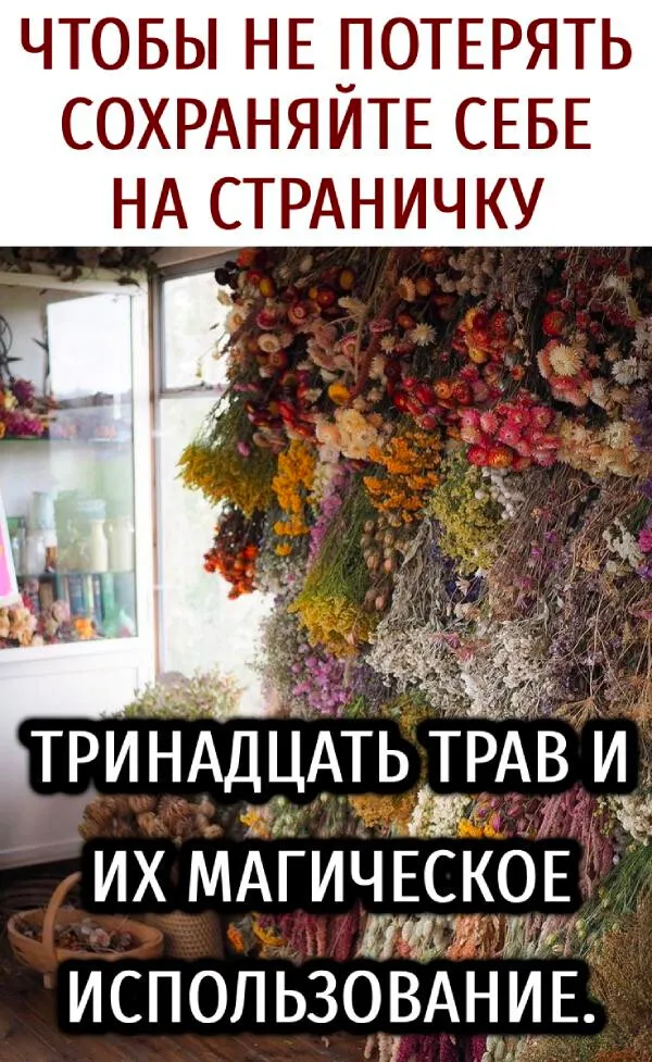 ТРИНАДЦАТЬ ТРАВ И ИХ МАГИЧЕСКОЕИСПОЛЬЗОВАНИЕ.