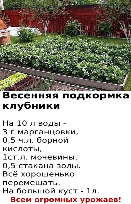 Обязательно посадите эти цветы осенью: