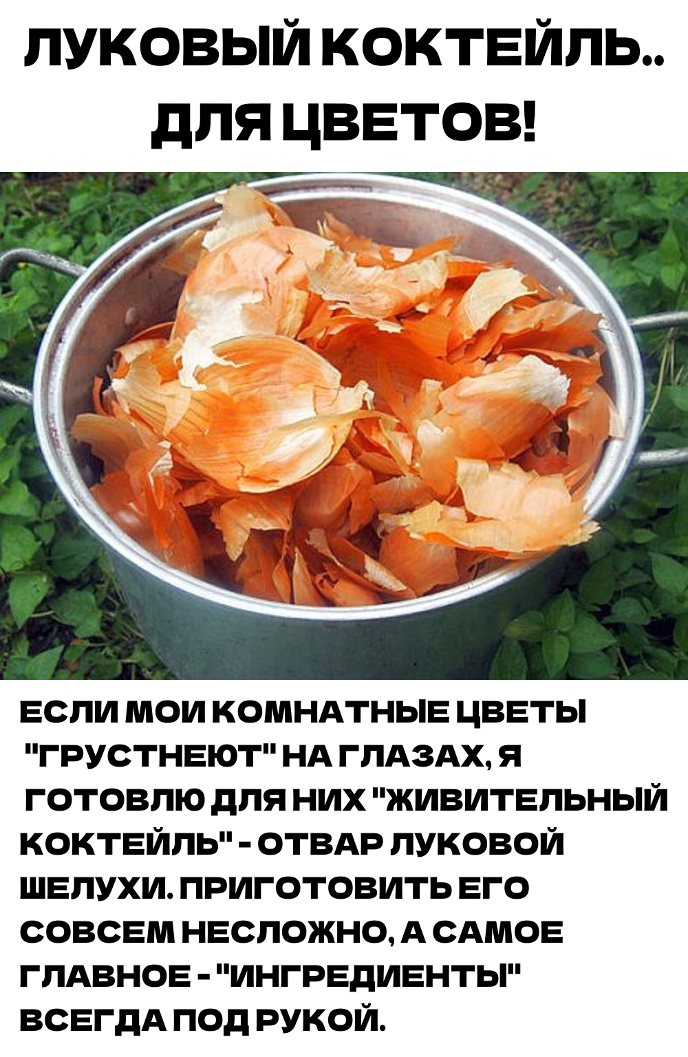 ЛУКОВЫЙ КОКТЕЙЛЬ…ДЛЯ ЦВЕТОВ!