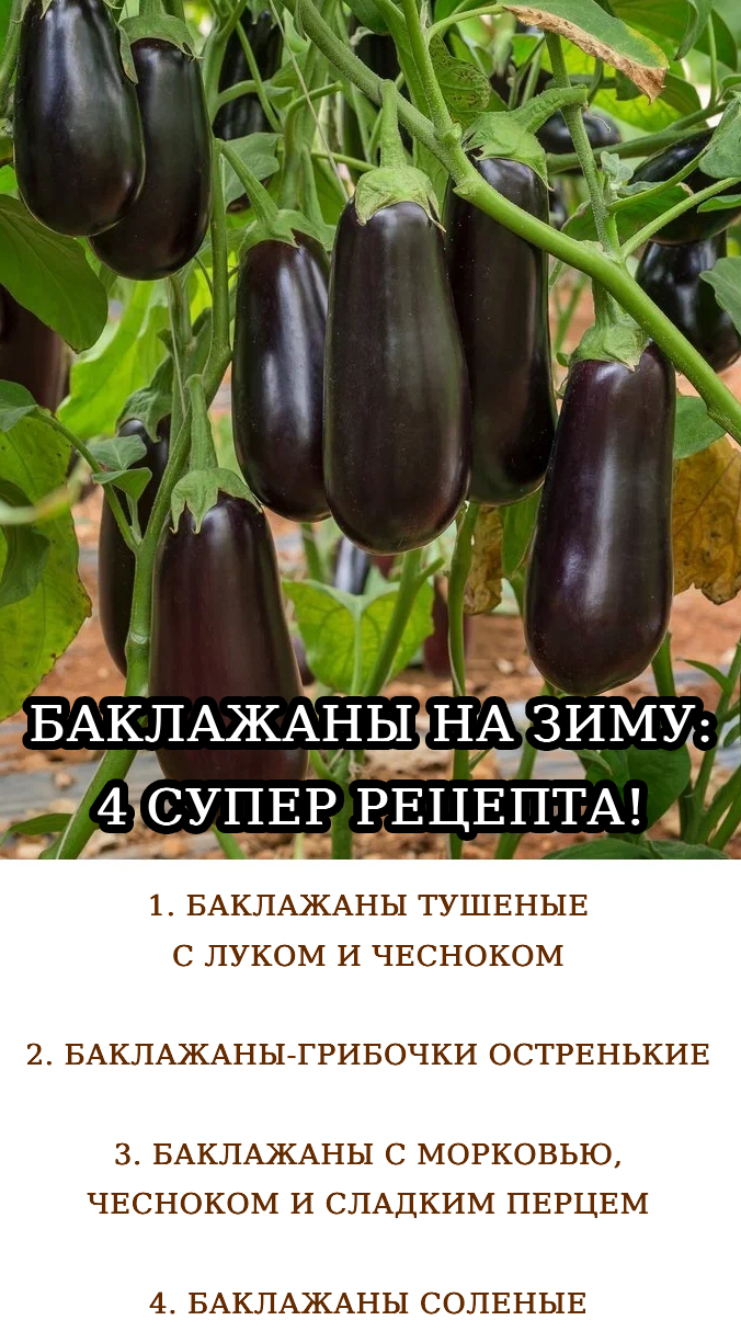 БАКЛАЖАНЫ НА ЗИМУ