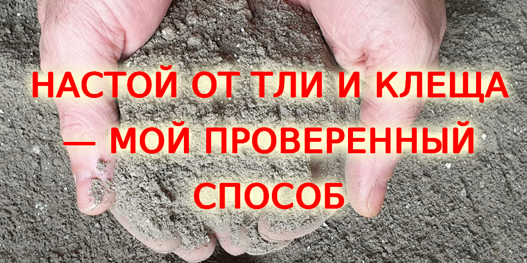 Каждое лето спасаю свои огурцы и капусту простым настоем из золы и хозяйственного мыла. Работает отлично — и никакой химии!
