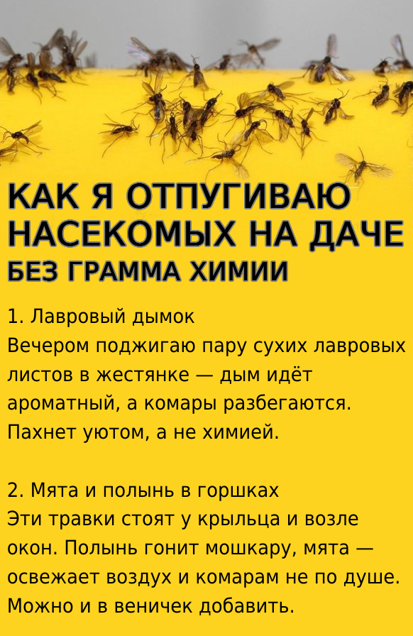 Как я отпугиваю насекомых на даче — без грамма химии