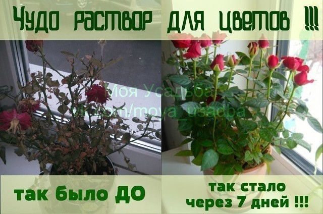Все больные и плохо развивающиеся растения поливать следующим раствором: