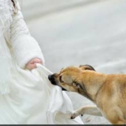 На свадьбе не знали, что она скрывала под платьем: пес вовремя понял