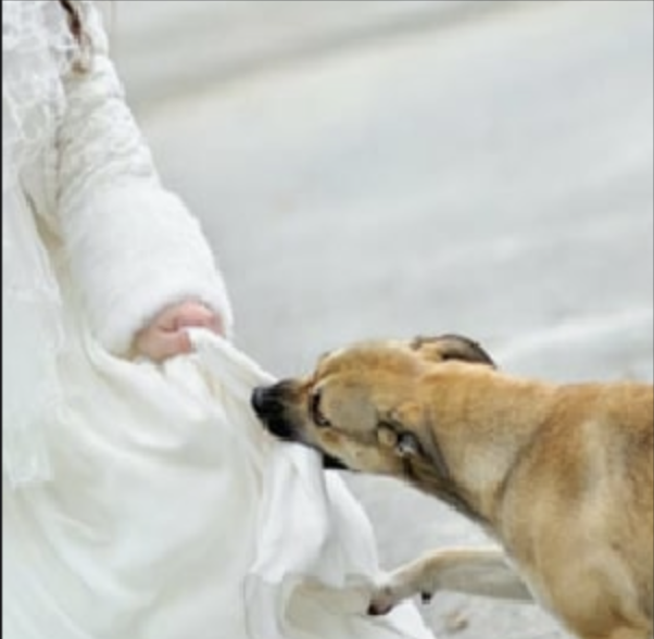 На свадьбе не знали, что она скрывала под платьем: пес вовремя понял
