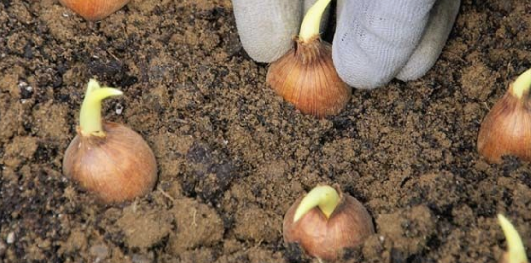 КОГДА ВЫКАПЫВАТЬ ЛУКОВИЧНЫЕ ЦВЕТЫ