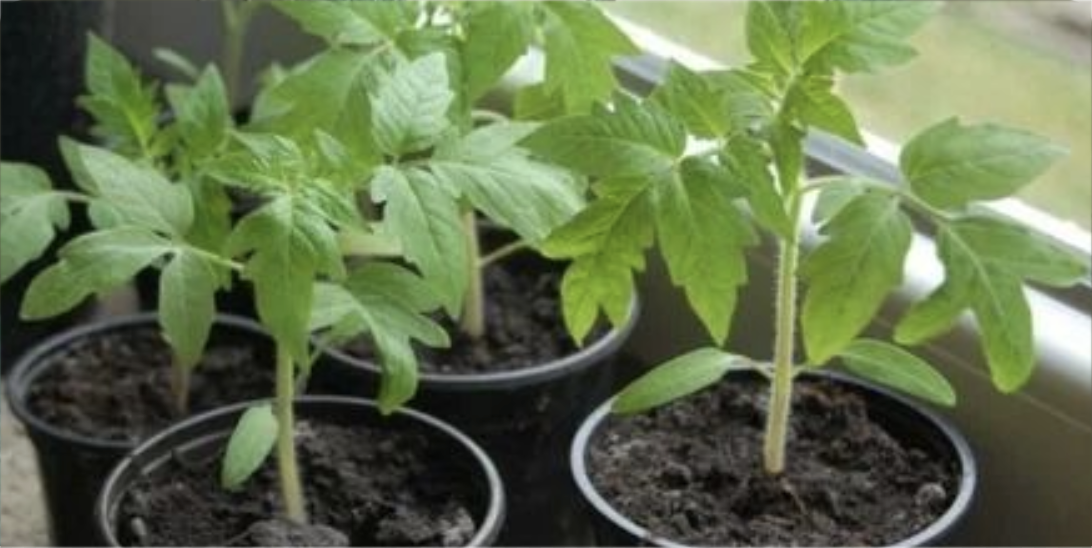 На каком сроке рассада пересаживается в грунт: