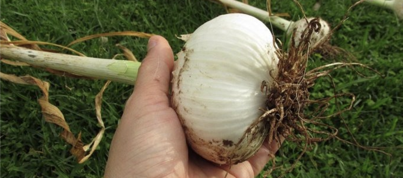 СЕКРЕТЫ ВЫРАЩИВАНИЯ КРУПНОГО ЧЕСНОКА Чеснок размером с кулак. 6 секретов крупных головок