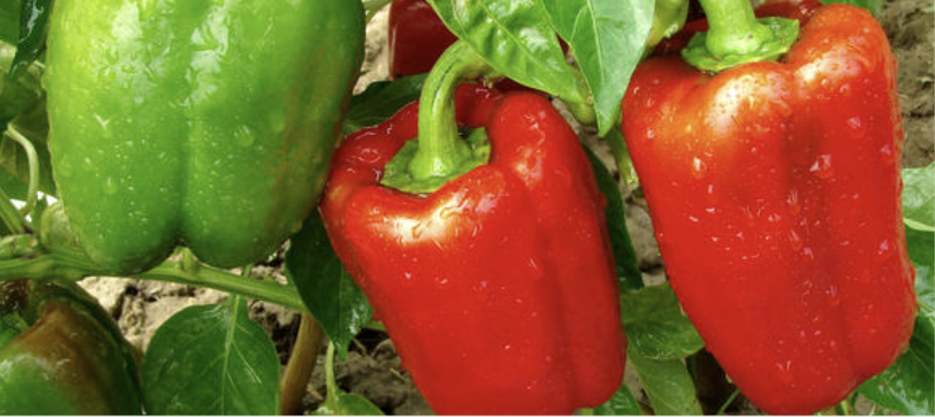 БЕСПРОИГРЫШНЫЕ СОРТА ПЕРЦЕВ ДЛЯ ОТКРЫТОГО ГРУНТА