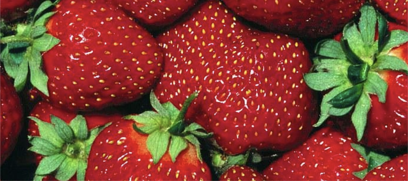 БЕСПРОИГРЫШНЫЕ СОРТА КЛУБНИКИ ДЛЯ СРЕДНЕИ ПОЛОСЫ