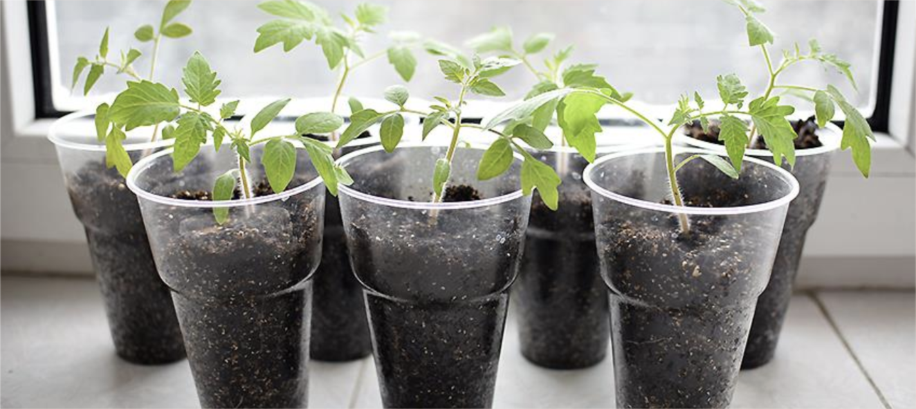 КОГДА НУЖНО САЖАТЬ РАССАДУ В 2026